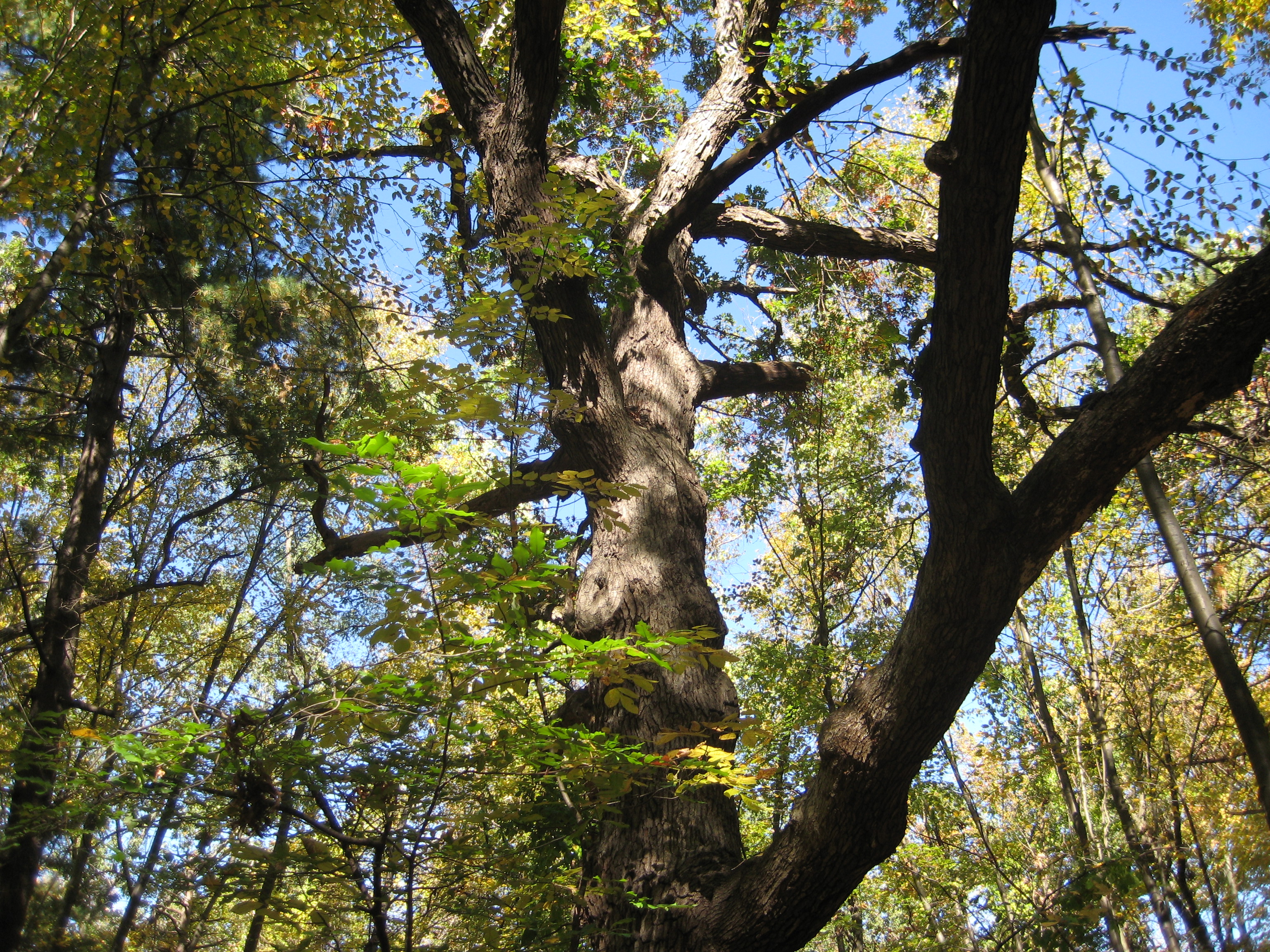 Shabbat in Forest Park